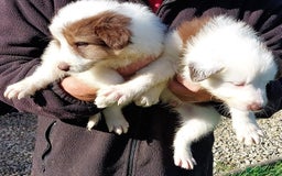 Bearded Collie dogs for sale: Red beardie collie pups  - Image 3