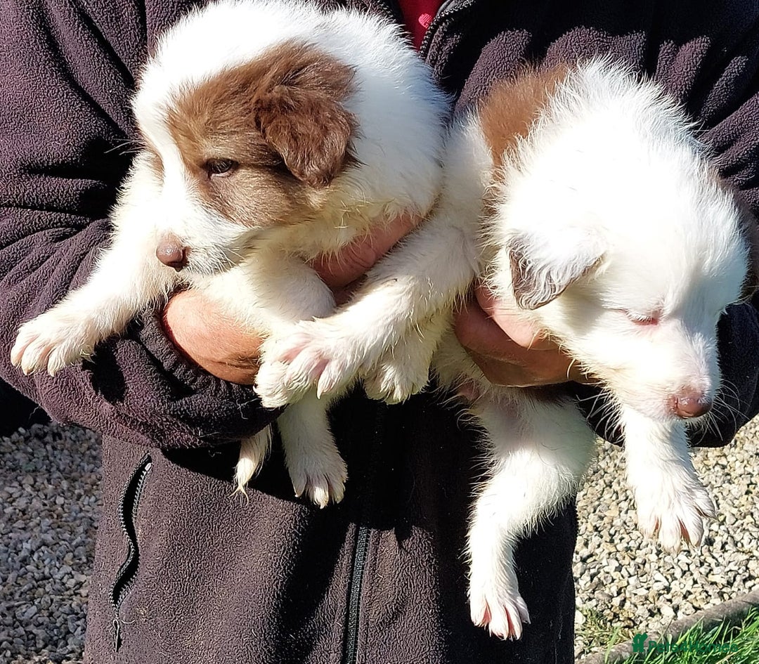 Bearded Collie dogs for sale: Red beardie collie pups  - Image 3