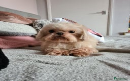 Shihpoo dogs for sale: F1 TOY SHIHPOO puppies, platinum choc champagne - Image 24