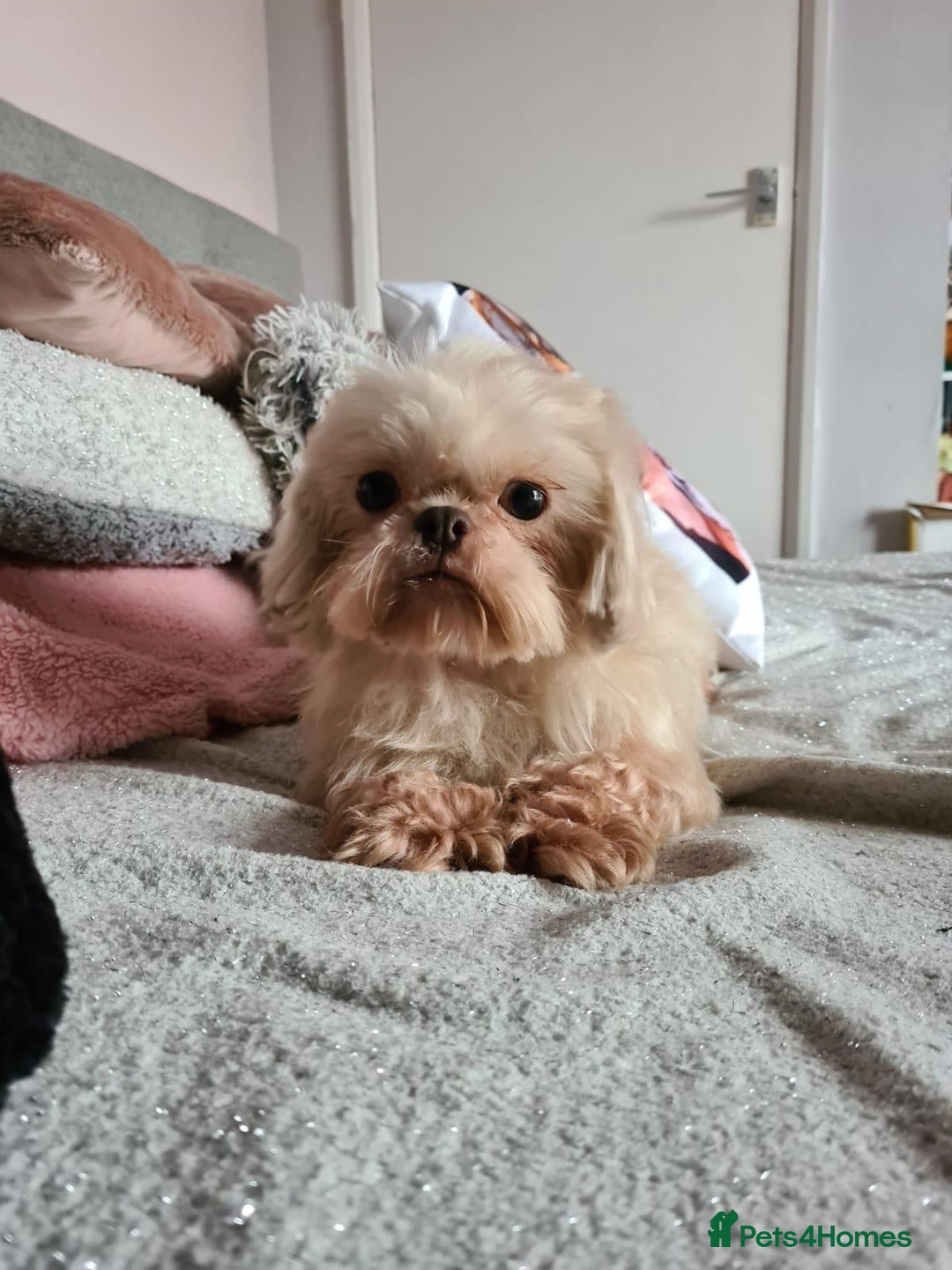 Shihpoo dogs for sale: F1 TOY SHIHPOO puppies, platinum choc champagne - Image 24