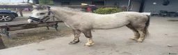 Welsh Section A horses for sale: 11.2 Welsh section A - Advert 4