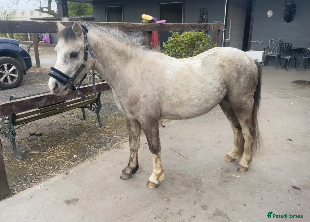 Welsh Section A horses for sale: 11.2 Welsh section A - Advert 4
