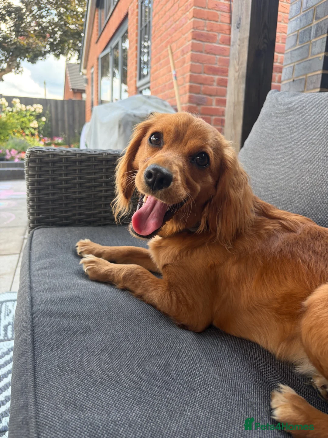 Cockapoo dogs for sale: 10 Month Old Cockapoo  - Advert 1