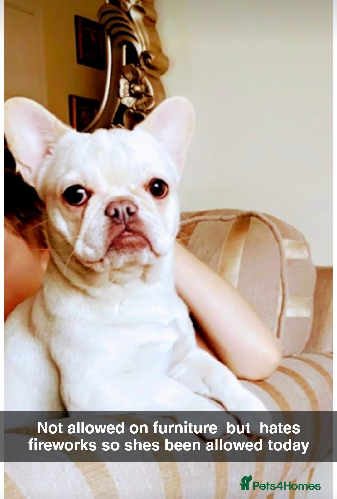 French Bulldog dogs for sale: Lilac merle french bulldogs  - Advert 7