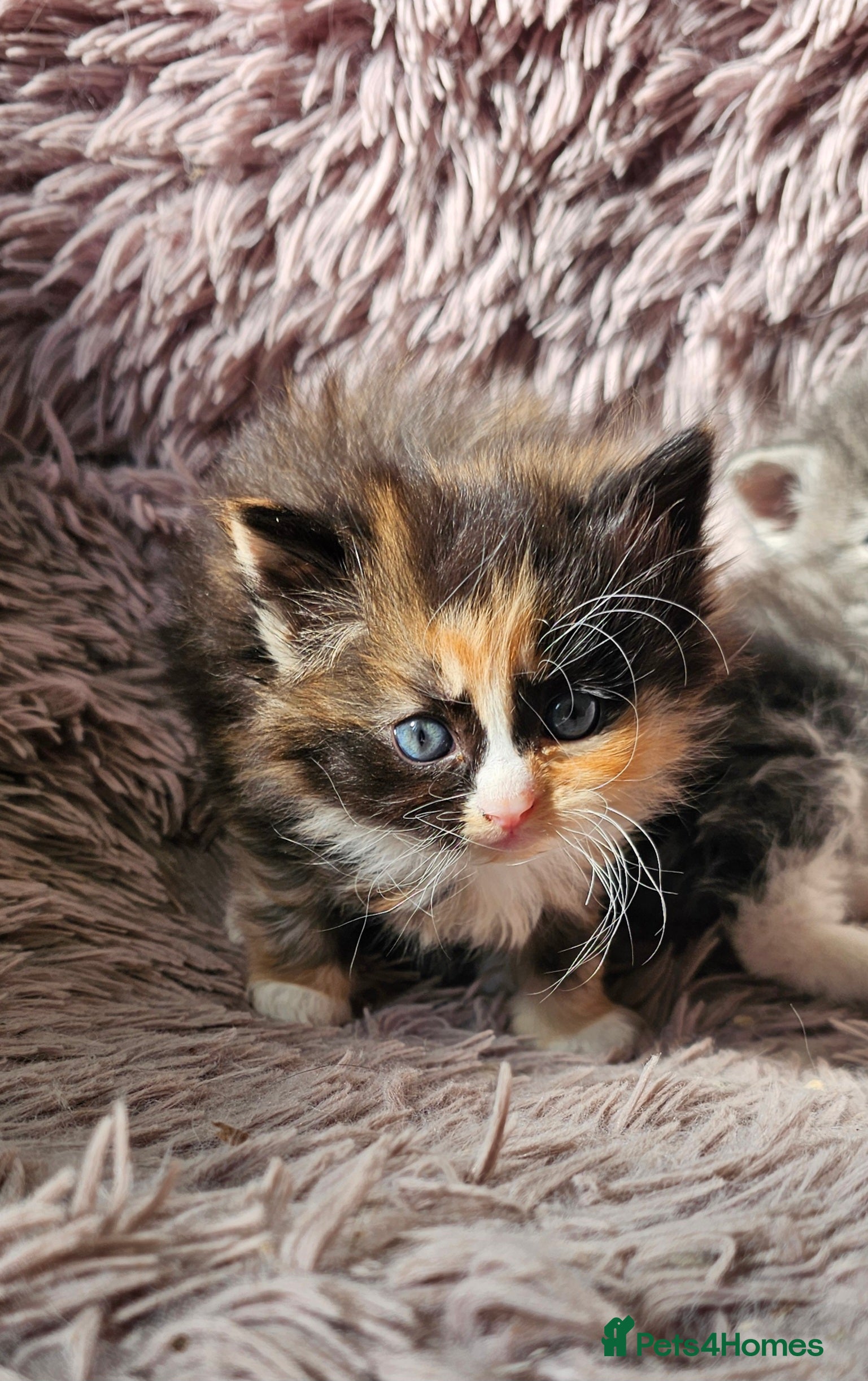 Ragdoll cats Ragdoll cross  - Advert 1