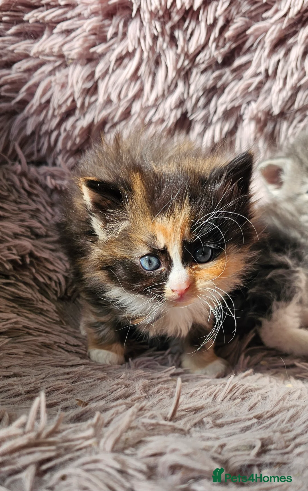 Ragdoll cats for sale: Ragdoll cross  - Advert 1