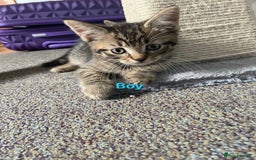 Bengal cats for sale: Bengal cross boy and girl - Image 5