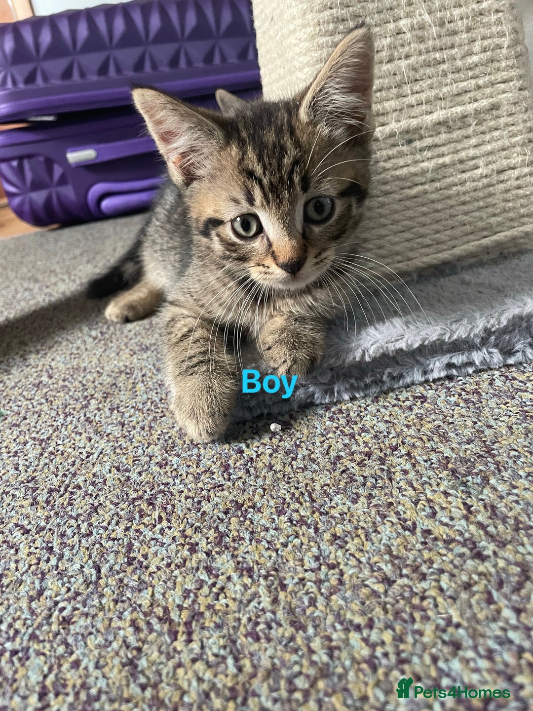 Bengal cats for sale: Bengal cross boy and girl - Image 5