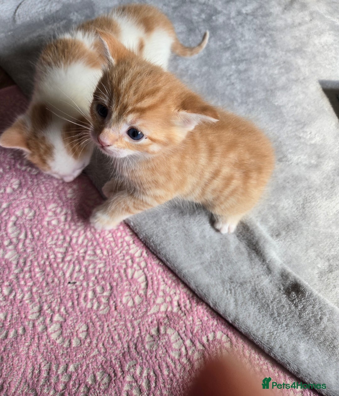 Mixed Breed cats for sale: Beautiful fluffy ginger kittens - Image 8