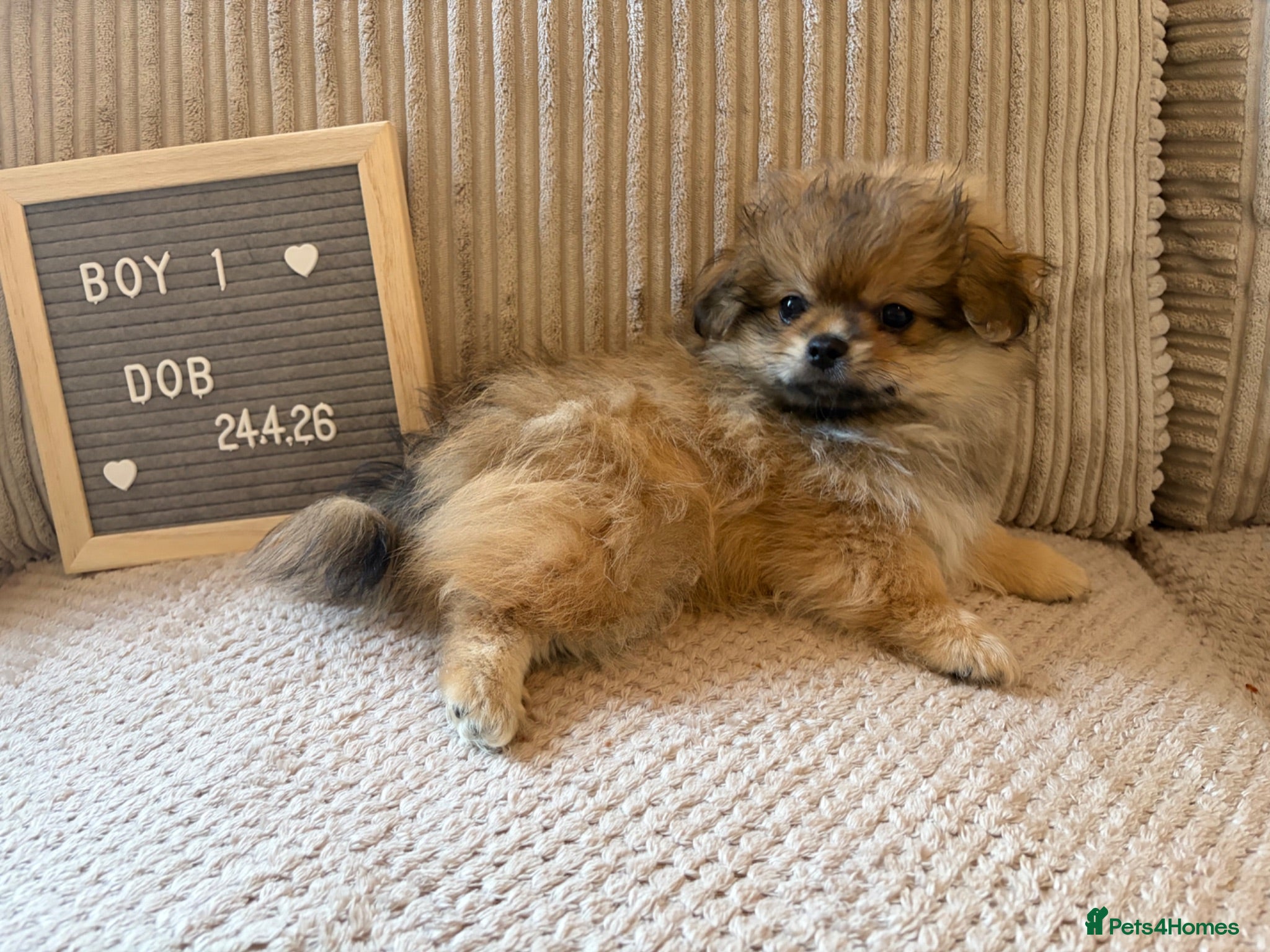 Mixed Breed dogs Stunning Shih Tzu/ Pomeranian puppies  - Advert 2