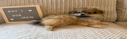 Mixed Breed dogs for sale: Stunning Shih Tzu/ Pomeranian puppies  - Advert 3
