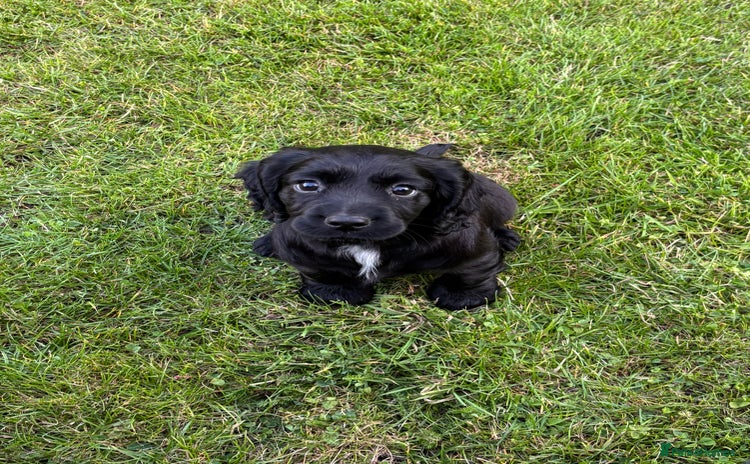 Cocker Spaniel dogs - Advert 9