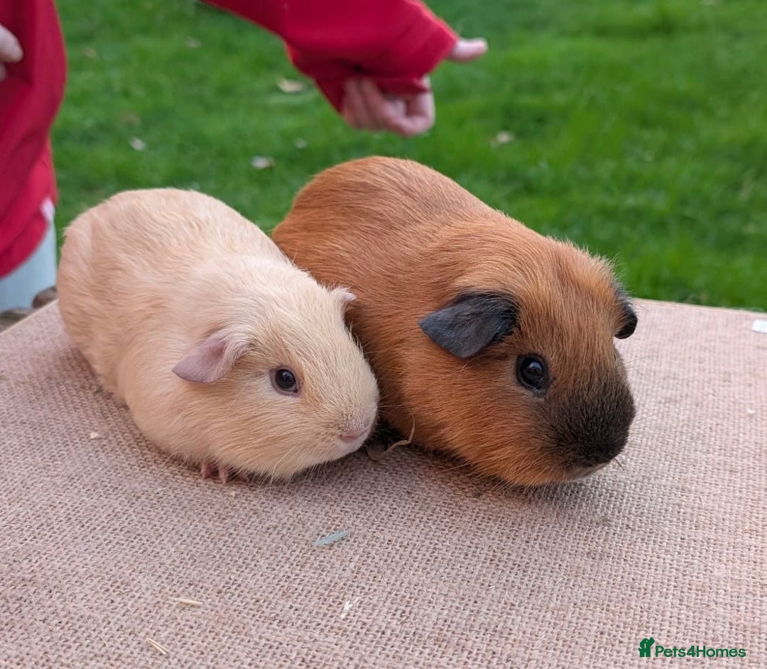 Guinea Pig rodents for sale: Beautiful Californian / self boar guinea pigs - Advert 5