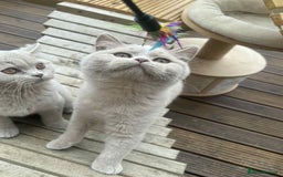 British Shorthair cats for sale: Gccf Champion parents RARE FAWN 1 left Ready Now - Image 2