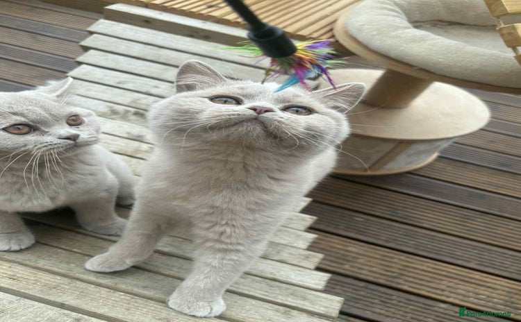 British Shorthair cats - Advert 7