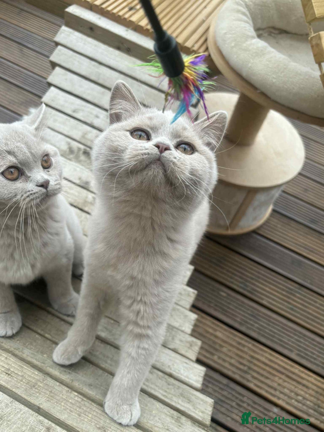 British Shorthair cats for sale: Gccf Champion parents RARE FAWN 1 left Ready Now - Image 2