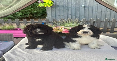 Saint Bernard dogs - Advert 2