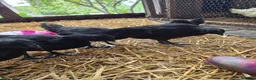 Chickens poultry for sale: Pair of ayam cemani chickens  - Advert 1