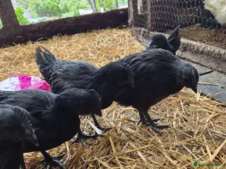 Chickens poultry Pair of ayam cemani chickens - Advert 1