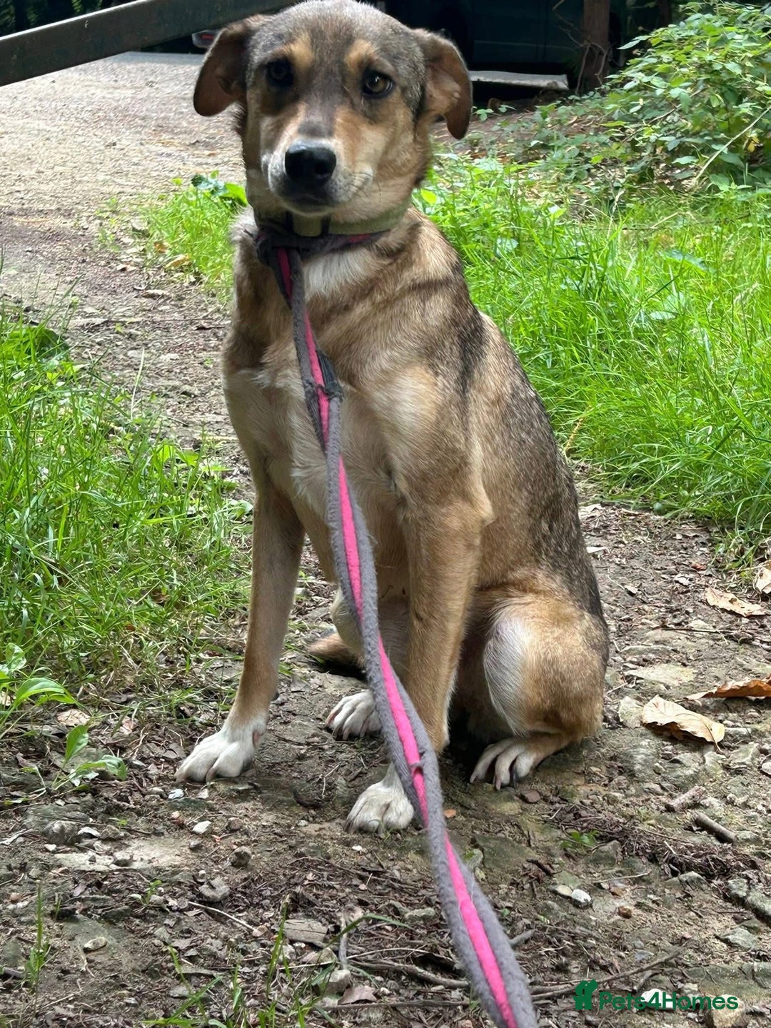 Mixed Breed dogs for adoption: Minnie - Norwich Norfolk  - Image 3