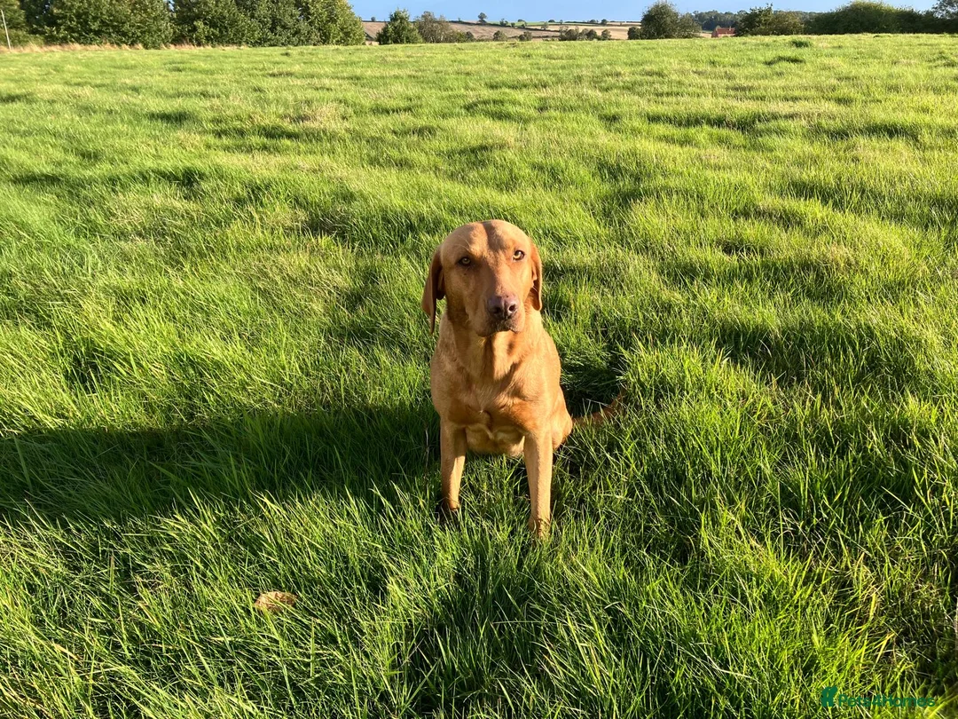 Labrador Retriever dogs for sale: KC health tested puppies from FTCH lines  - Advert 7