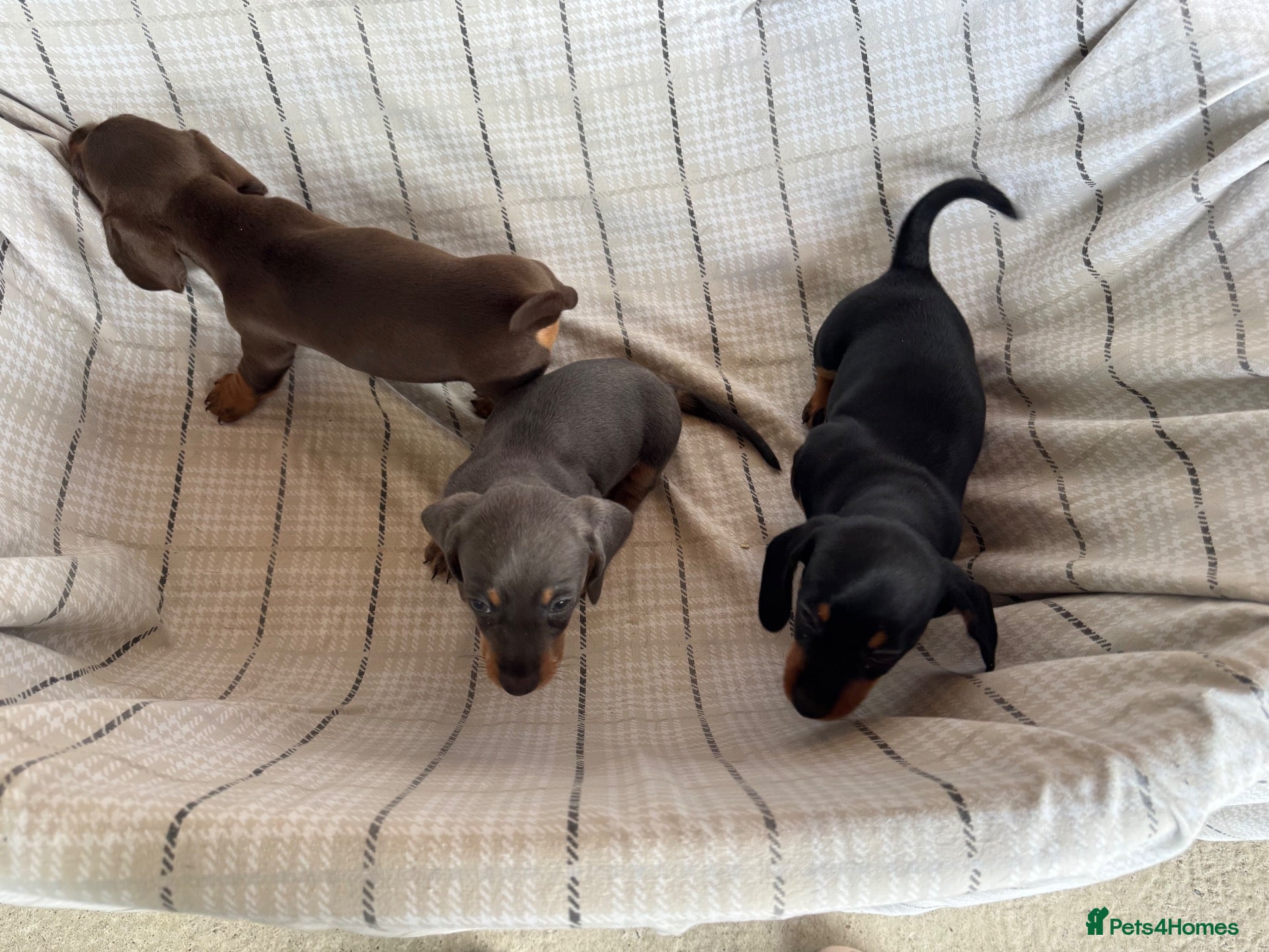 Miniature Dachshund dogs MINIATURE DACHSHUND PUPPIES  - Advert 3