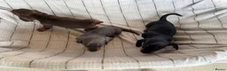 Miniature Dachshund dogs for sale: MINIATURE DACHSHUND PUPPIES  - Advert 3