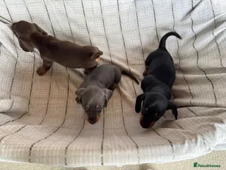Miniature Dachshund dogs MINIATURE DACHSHUND PUPPIES - Advert 5