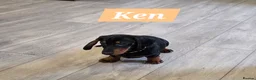 Dachshund dogs for sale: Beautiful Daxis - Advert 14