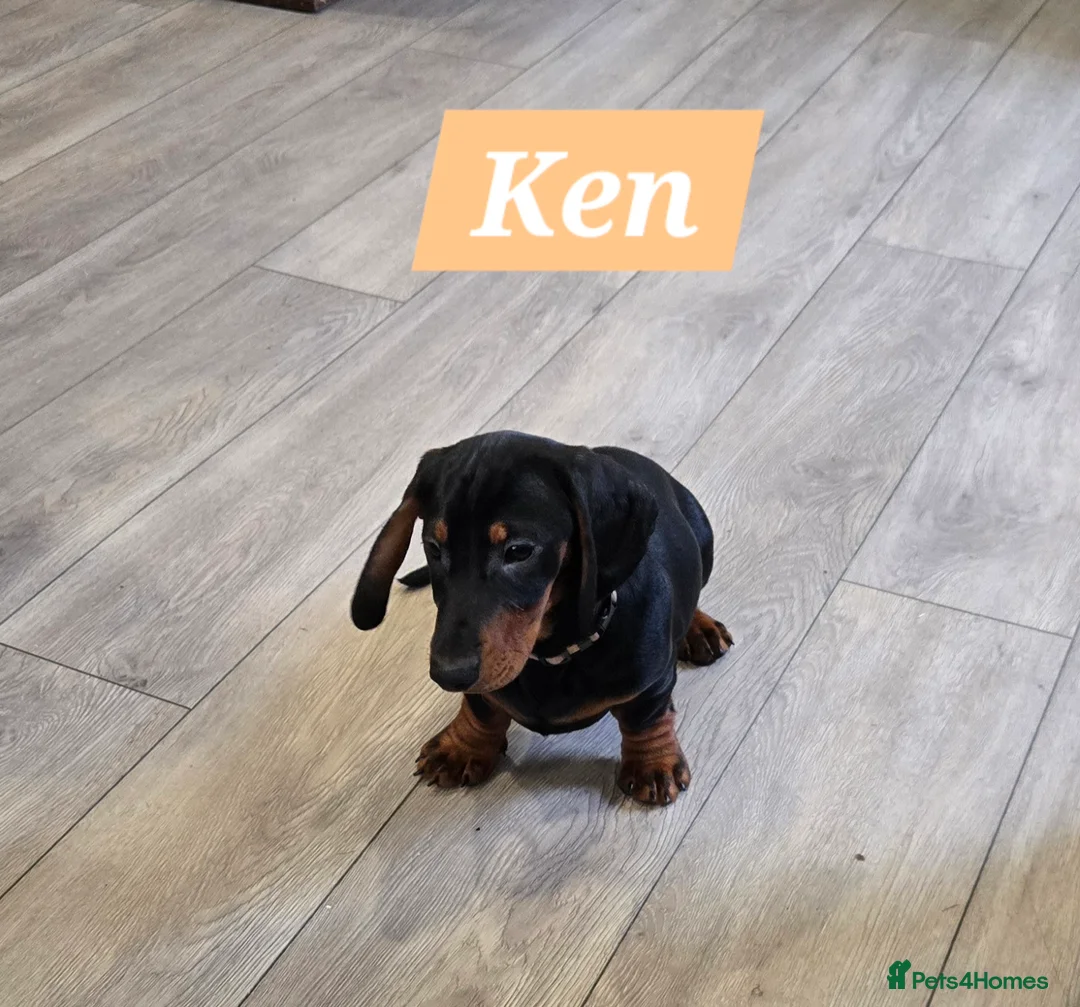 Dachshund dogs for sale: Beautiful Daxis - Advert 14