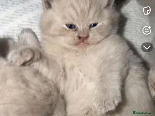 British Shorthair cats Cream bsh - Advert 11