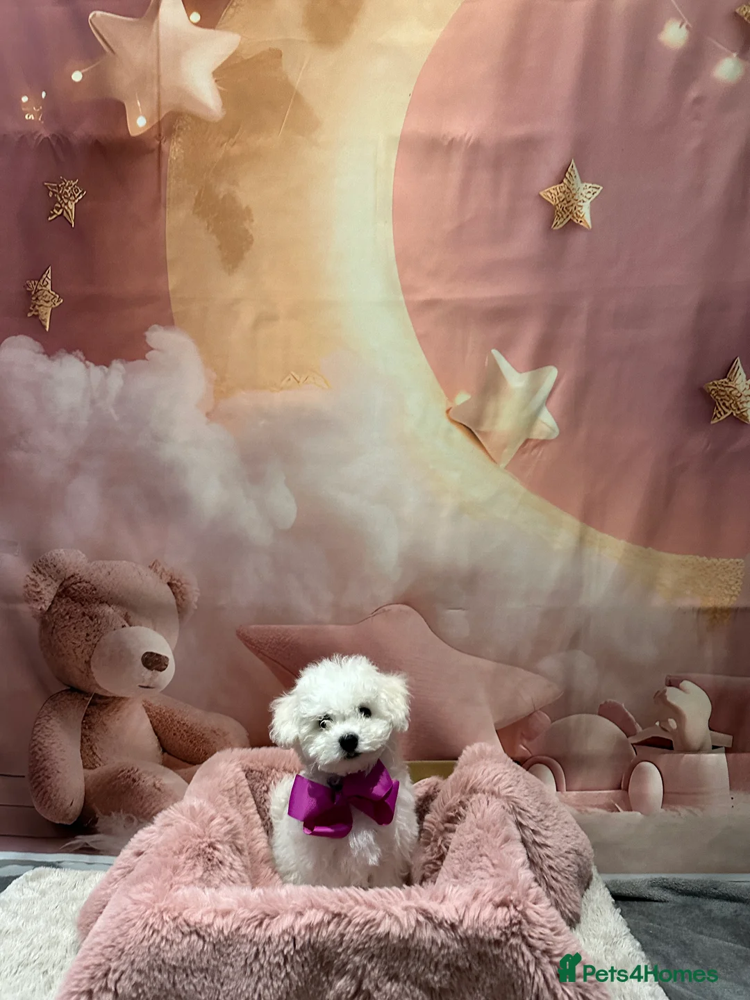 Bichon Frise dogs for sale: Pure Pedigree Champion Bloodline Bichon Frise  - Advert 4