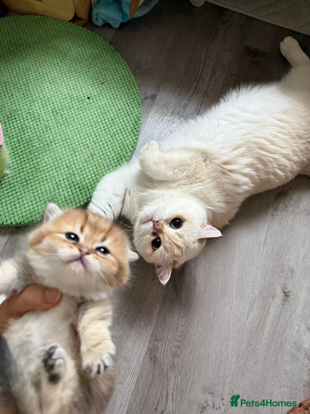 Munchkin cats Stunning Golden Shaded Munchkin Kitten - Advert 2