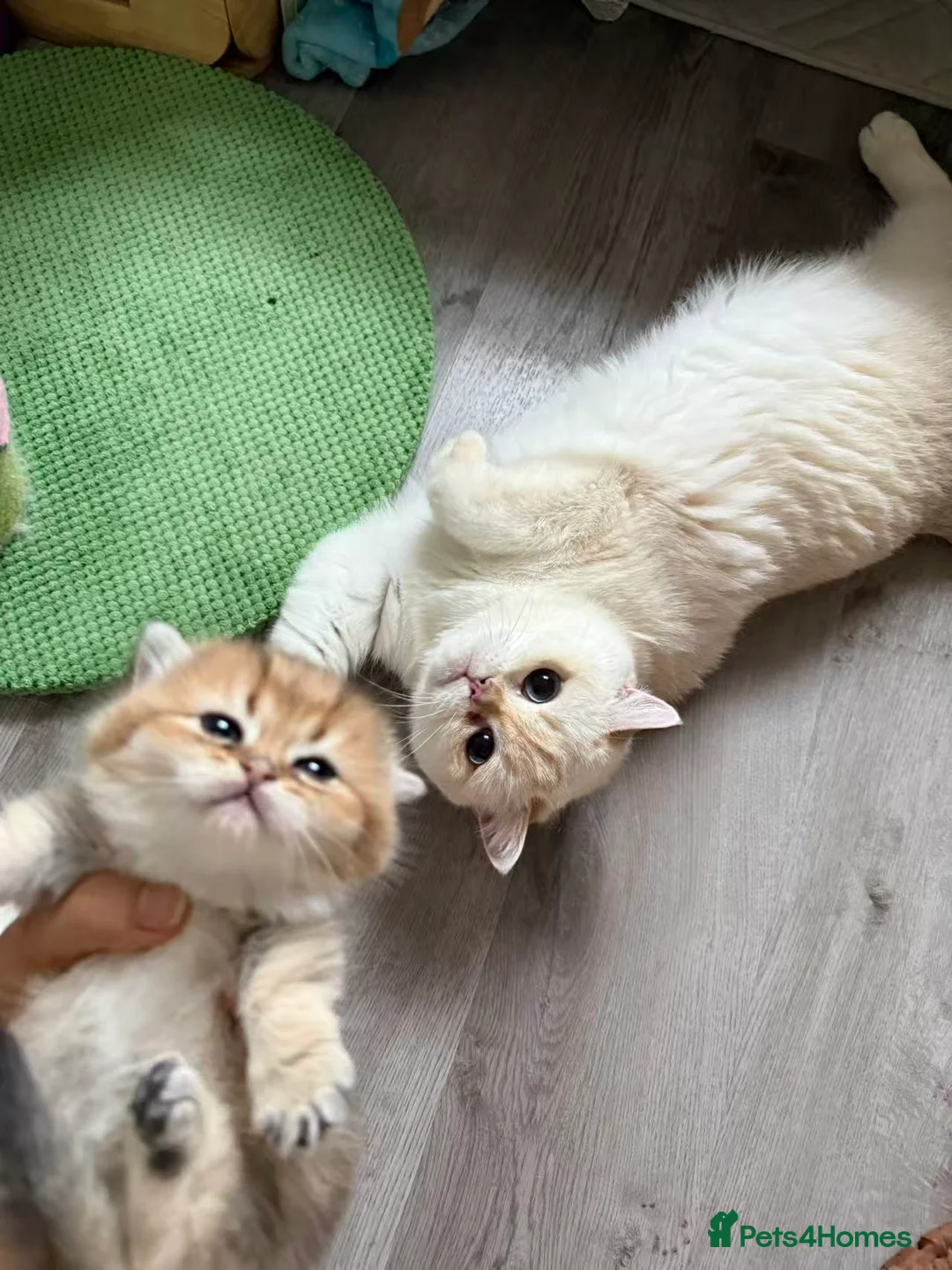 Munchkin cats for sale: Stunning Golden Shaded Munchkin Kitten - Advert 2