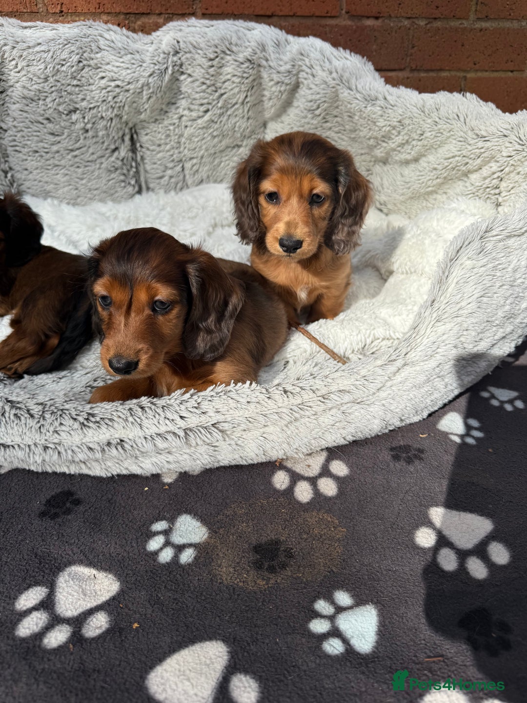 Miniature Dachshund dogs for sale: Mini long hair dapple dachshunds - Image 12