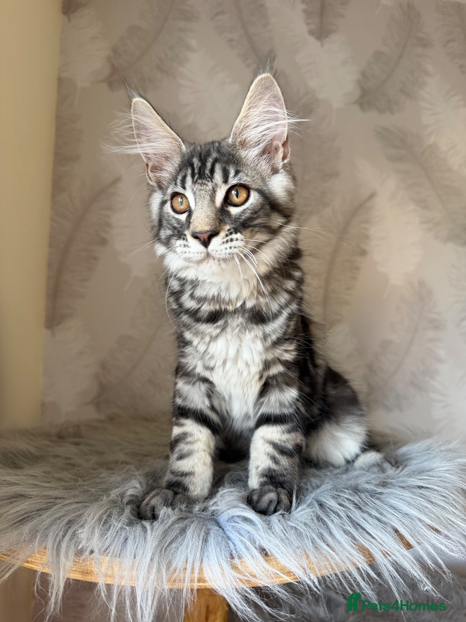 Maine Coon cats TICA registered Maine Coon kittens - Advert 2