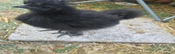 Chickens poultry for sale: 2 silkies unsexed - Advert 2