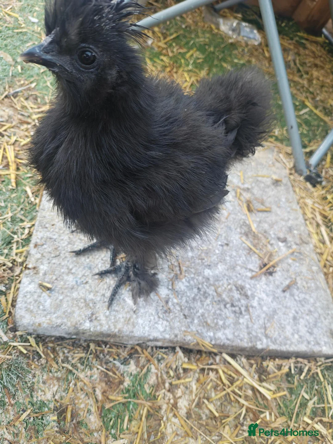 Chickens poultry for sale: 2 silkies unsexed - Advert 2