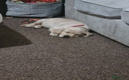 Goldador dogs for sale: Maggie 1 yr old labrador x golden retriever - Image 6
