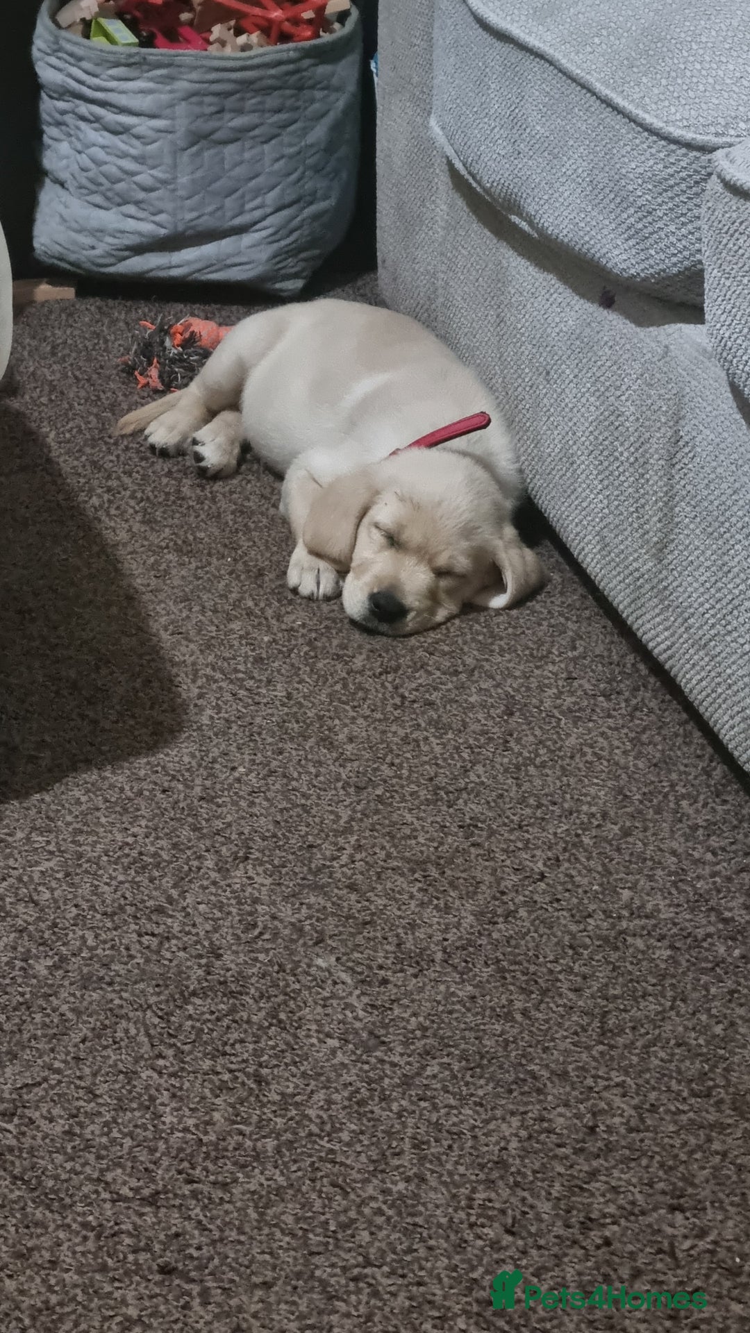 Goldador dogs for sale: Maggie 1 yr old labrador x golden retriever - Image 6