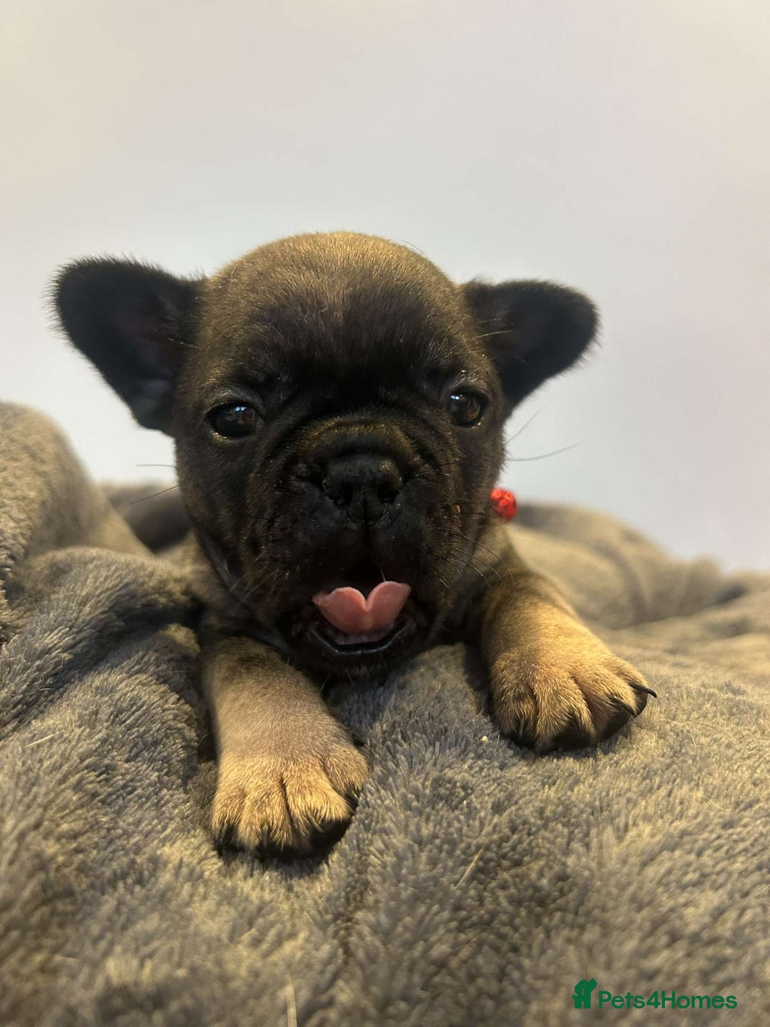 French Bulldog dogs for sale: French Bulldog Puppies  - Image 4