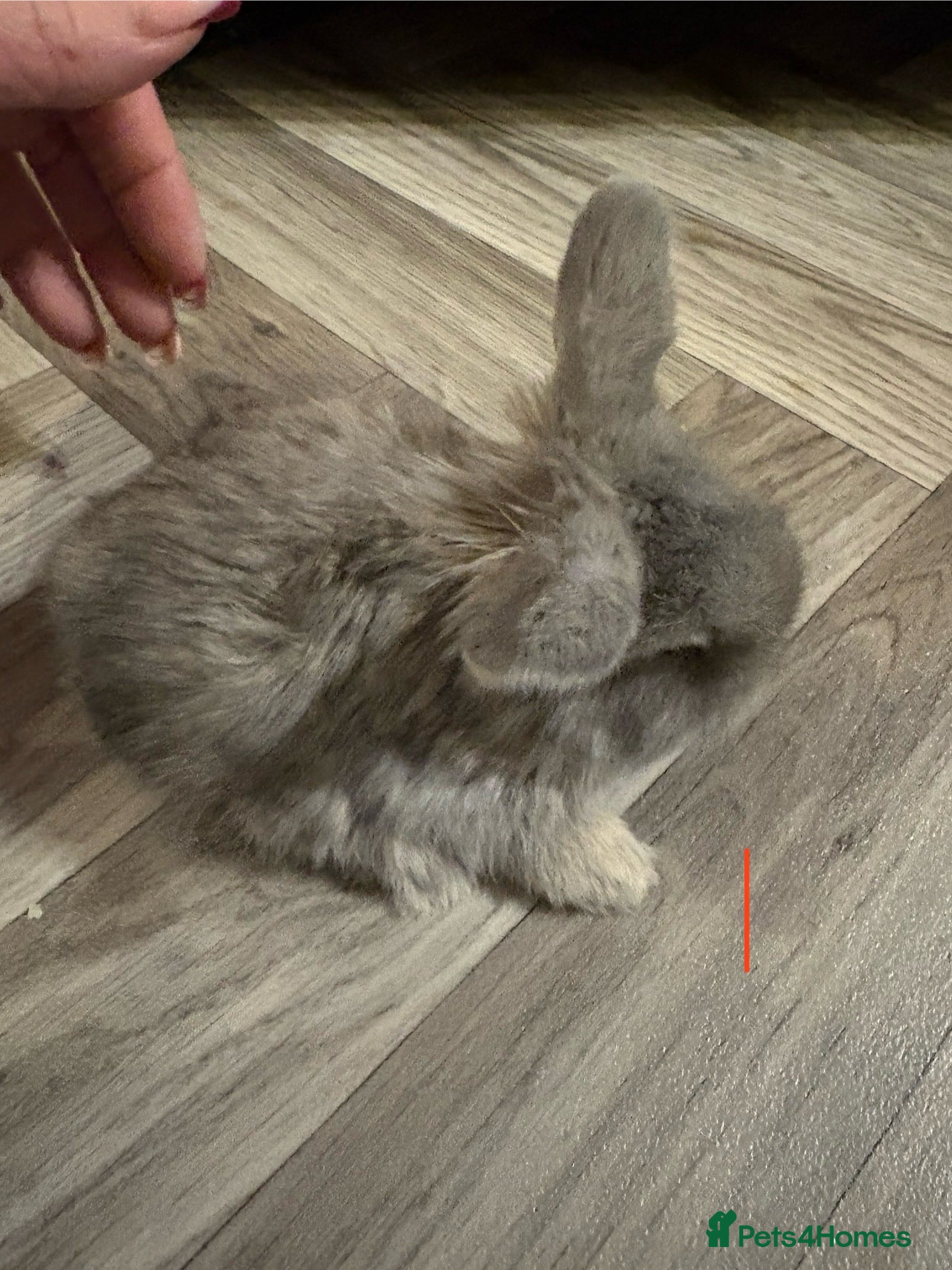 Mini Lop rabbits mini lops  - Advert 1