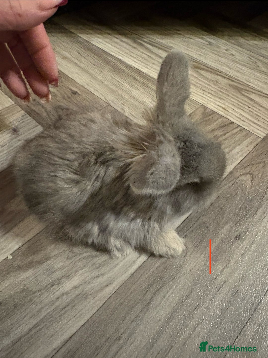 Mini Lop rabbits for sale: mini lops  - Advert 1