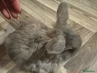 Mini Lop rabbits mini lops - Advert 1