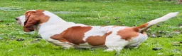 Basset Hound dogs for sale: Basset hound amazing couple  - Advert 5