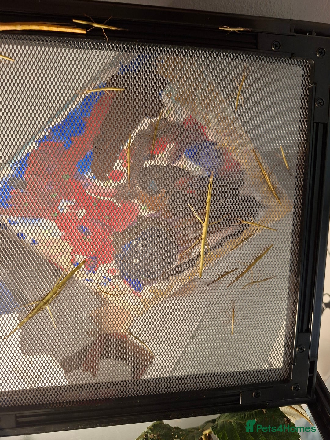 Stick Insects invertebrates for sale: Indian stick insects for sale - Advert 1