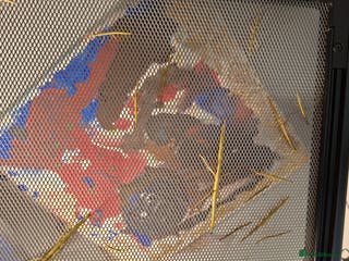 Stick Insects invertebrates Indian stick insects for sale - Advert 3