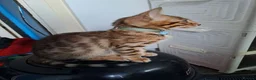Bengal cats for sale: 2 bengal boys  in Yeovil - Advert 2