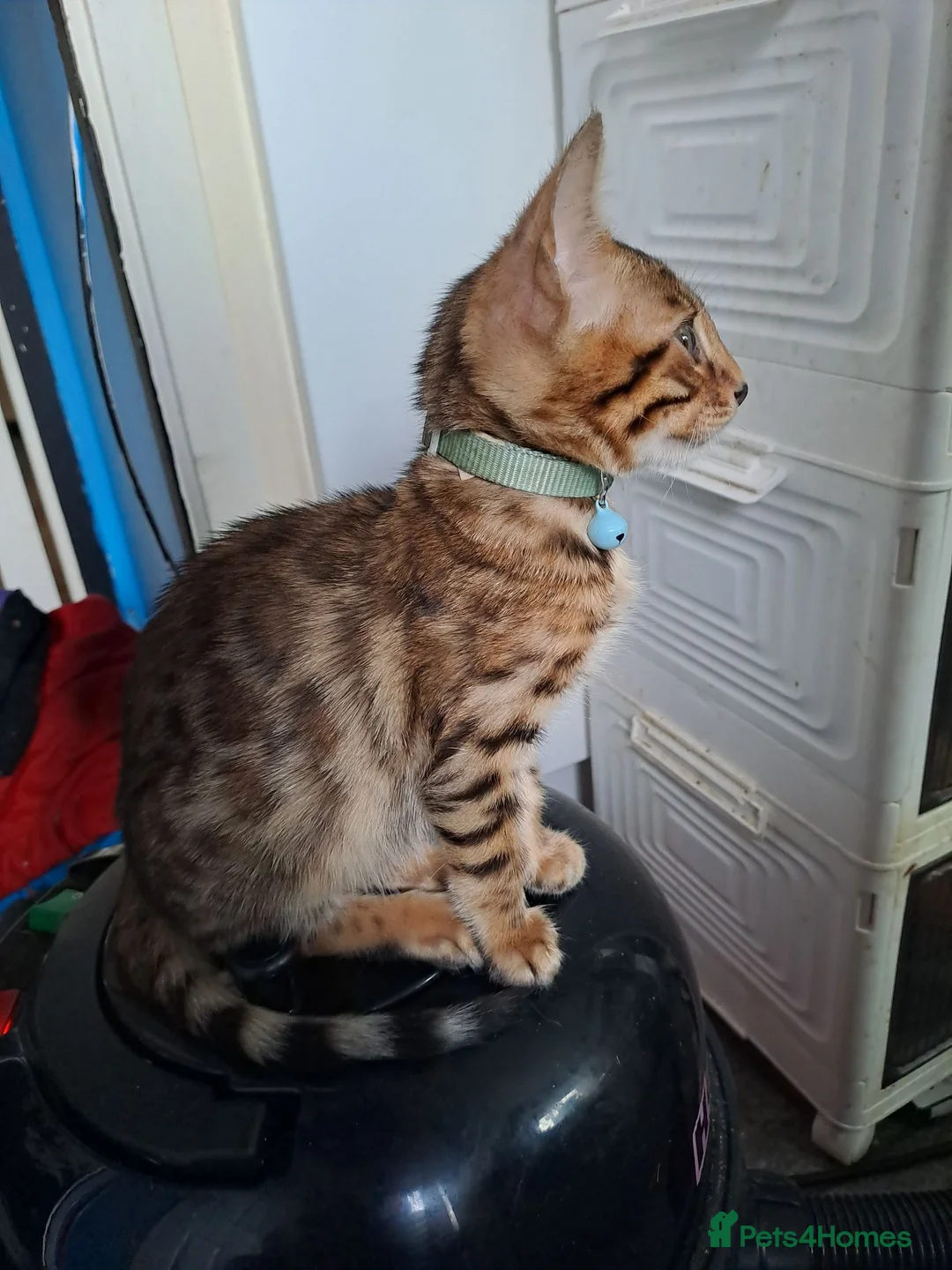 Bengal cats for sale: 2 bengal boys  in Yeovil - Advert 2