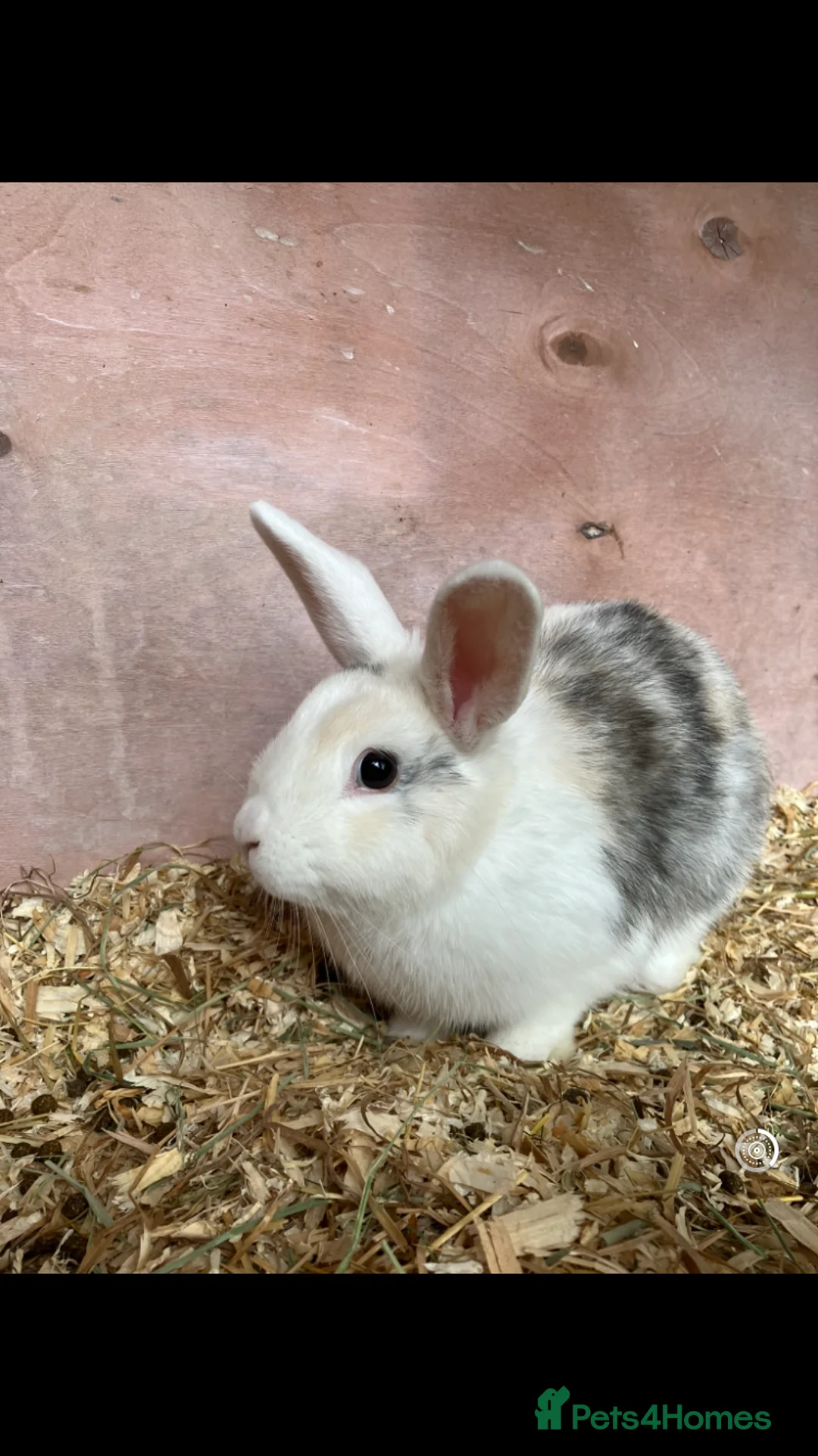 Mixed Breed rabbits for sale: Lionhead neutered girl - Advert 3